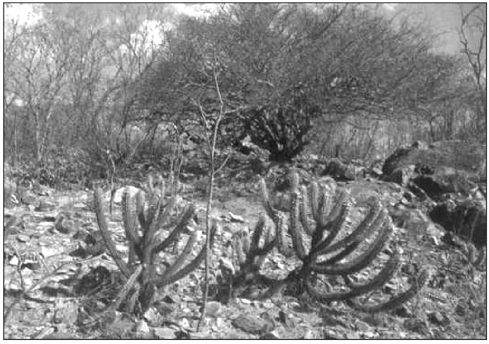 Fotografia da vegetação apresentada na questão 45.