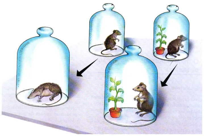 Experimento de Priestley: ratos em campânulas, com e sem planta.