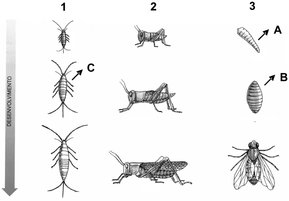Esquemas 1, 2 e 3 do desenvolvimento dos insetos, com as fases indicadas por A, B e C.