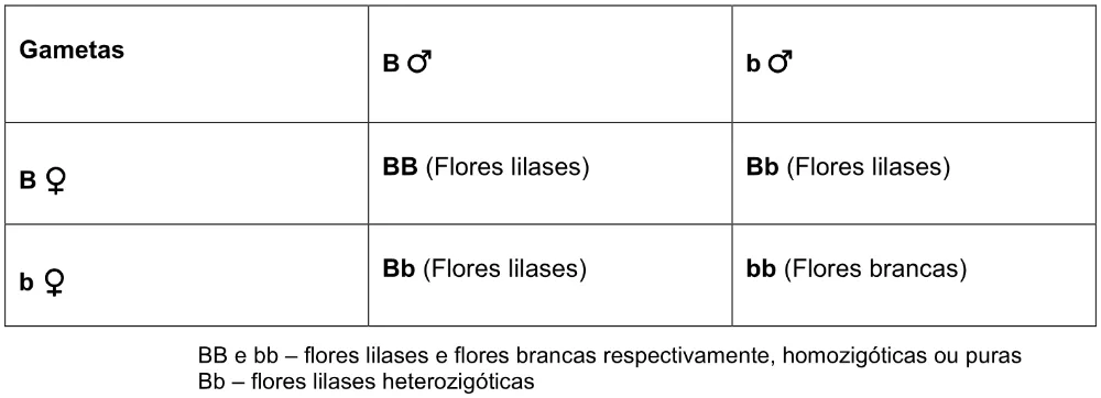 Quadro de cruzamento entre os gametas B e b, com genótipos BB, Bb e bb e cores das flores.