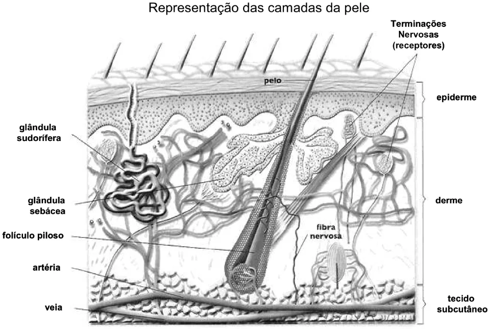 Representação das camadas da pele com glândulas, vasos, folículo piloso e terminações nervosas.