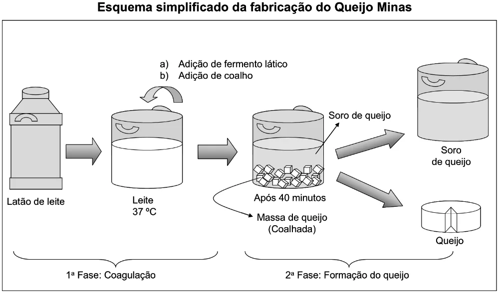Esquema das fases de coagulação e formação do Queijo Minas.
