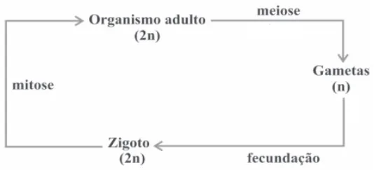 Alternativa C da questão 21 do ENEM 2009 - 1º Dia - Caderno 1 - Azul.