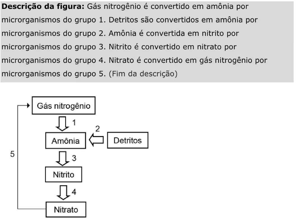Trecho original com figura, tabela ou fórmula da questão 111 do ENEM 2023 - 2º Dia – Caderno 11 – Laranja (braile e ledor) – Aplicação Regular - Caderno 11 – Laranja – Leitor de tela (NVDA) - Ciências da Natureza e suas Tecnologias.