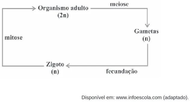 Alternativa E da questão 22 do ENEM 2009 - 1º Dia - Caderno 4 - Rosa.