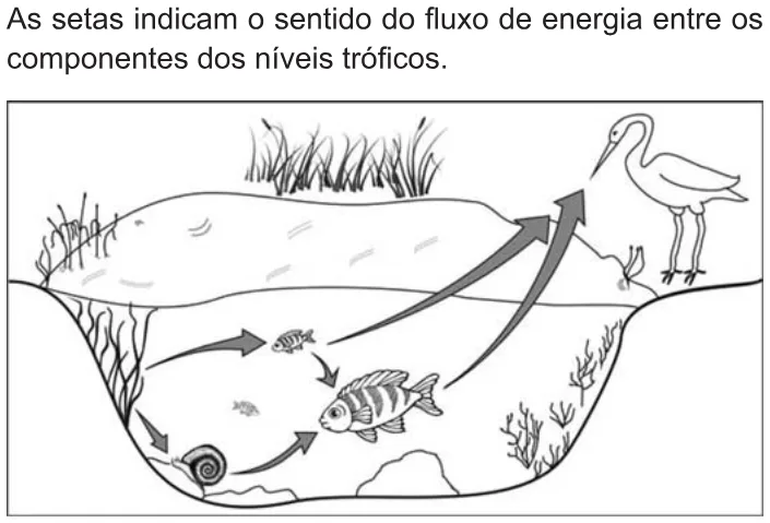 Trecho original com figura, tabela ou fórmula da questão 65 do ENEM 2010 - 1º Dia – Caderno 2 – Amarelo – Reaplicação/PPL.