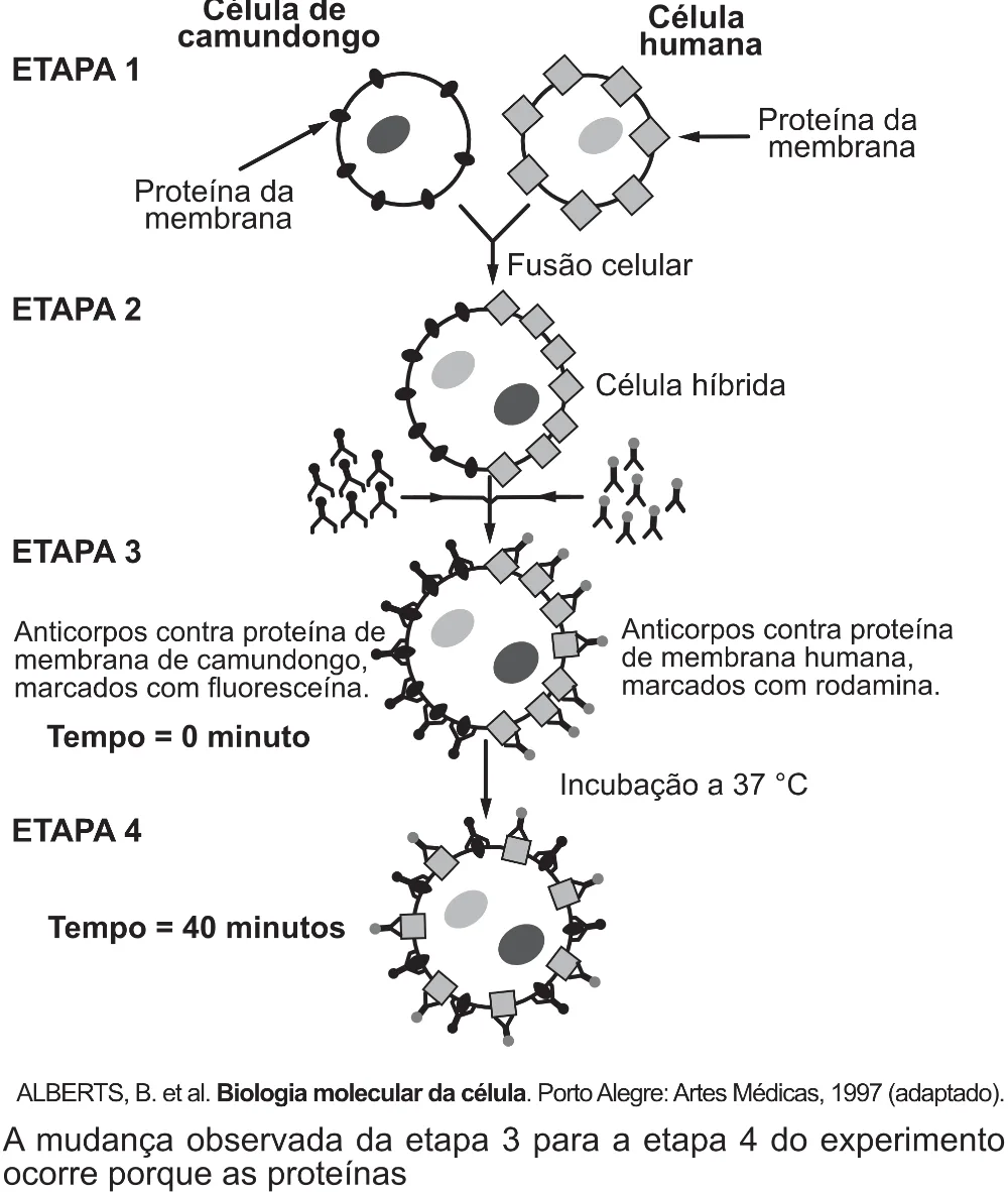 Trecho original com figura, tabela ou fórmula da questão 98 do ENEM 2017 - 2º Dia - Caderno 5 – Amarelo (Superampliada) – Aplicação regular.