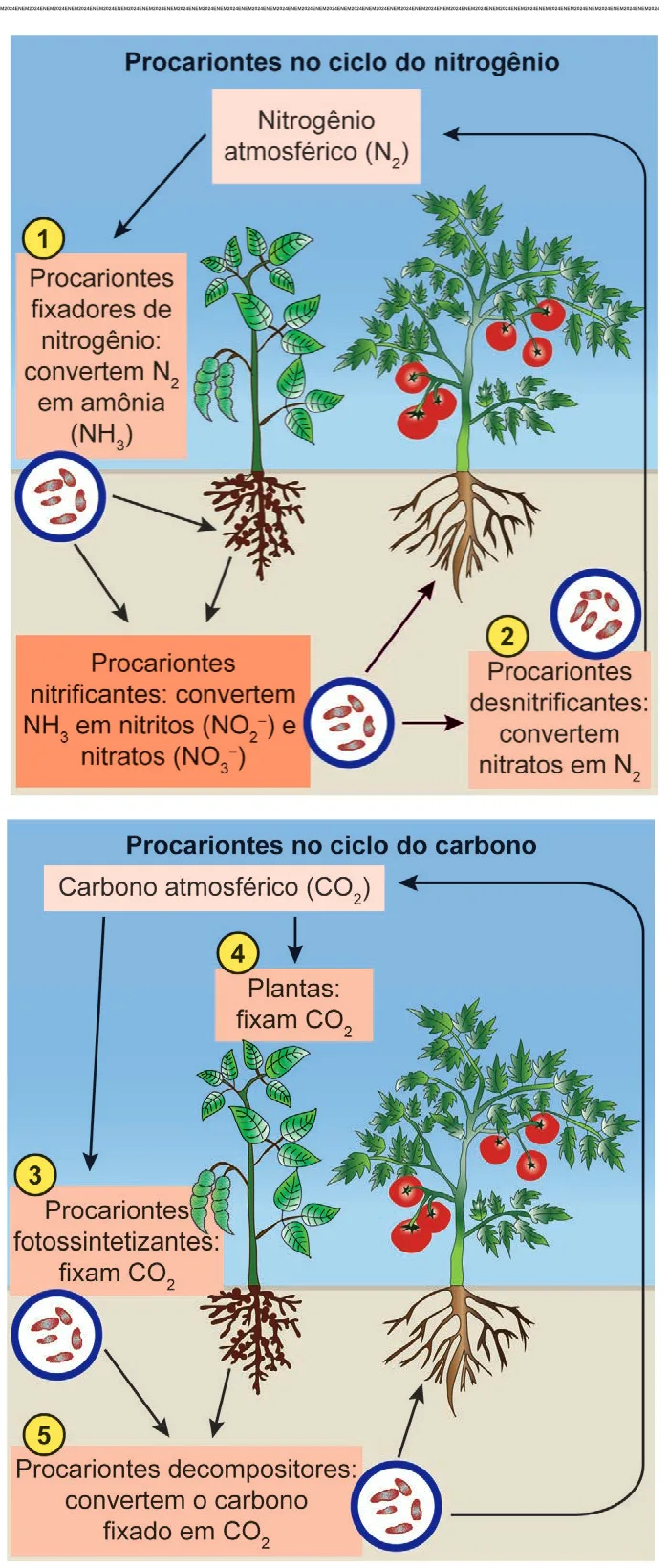 Diagramas completos dos ciclos do nitrogênio e do carbono da questão 103 do ENEM 2024.