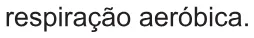 Alternativa D da questão 118 do ENEM 2021 - 2º Dia – Caderno 11 – Laranja (braile e ledor) – Aplicação Regular.