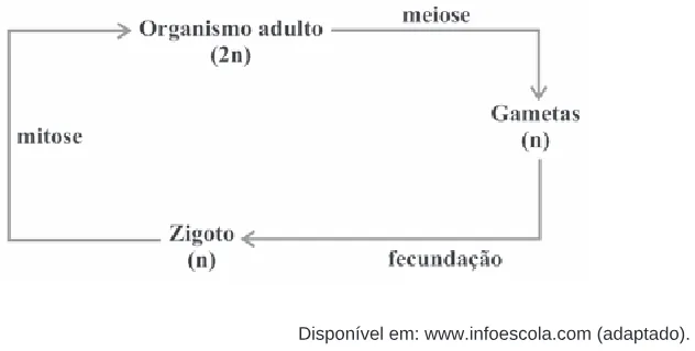 Alternativa E da questão 20 do ENEM 2009 - 1º Dia - Caderno 3 - Branco.