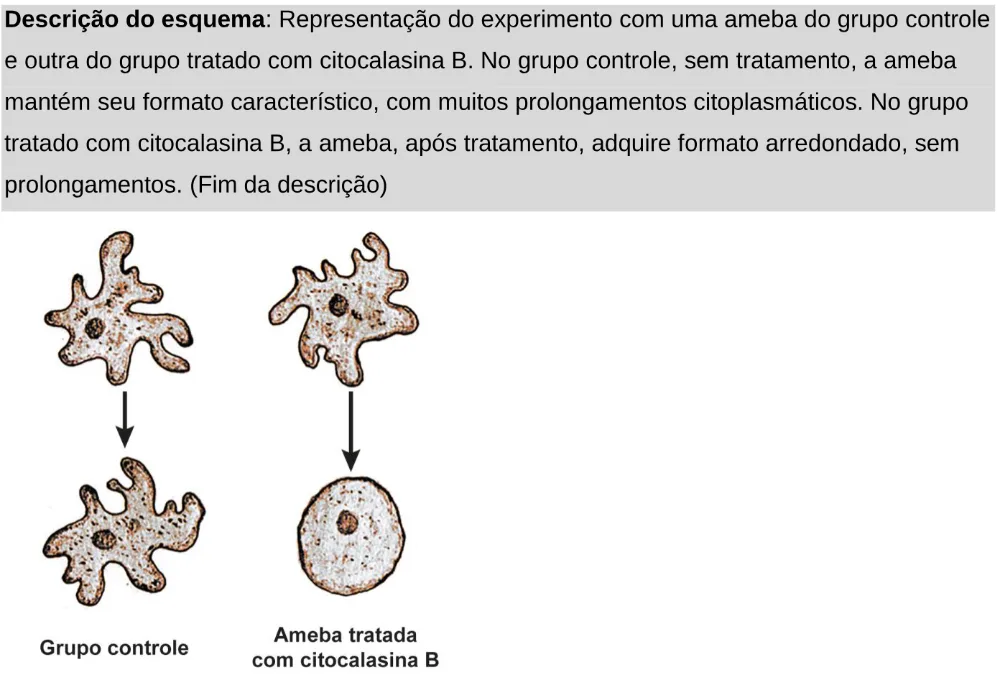 Trecho original com figura, tabela ou fórmula da questão 132 do ENEM 2024 - 2º Dia – Caderno 11 – Laranja (braile e ledor) – Aplicação Regular - Leitor de tela (NVDA).