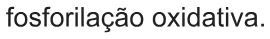 Alternativa E da questão 118 do ENEM 2021 - 2º Dia – Caderno 11 – Laranja (braile e ledor) – Aplicação Regular.