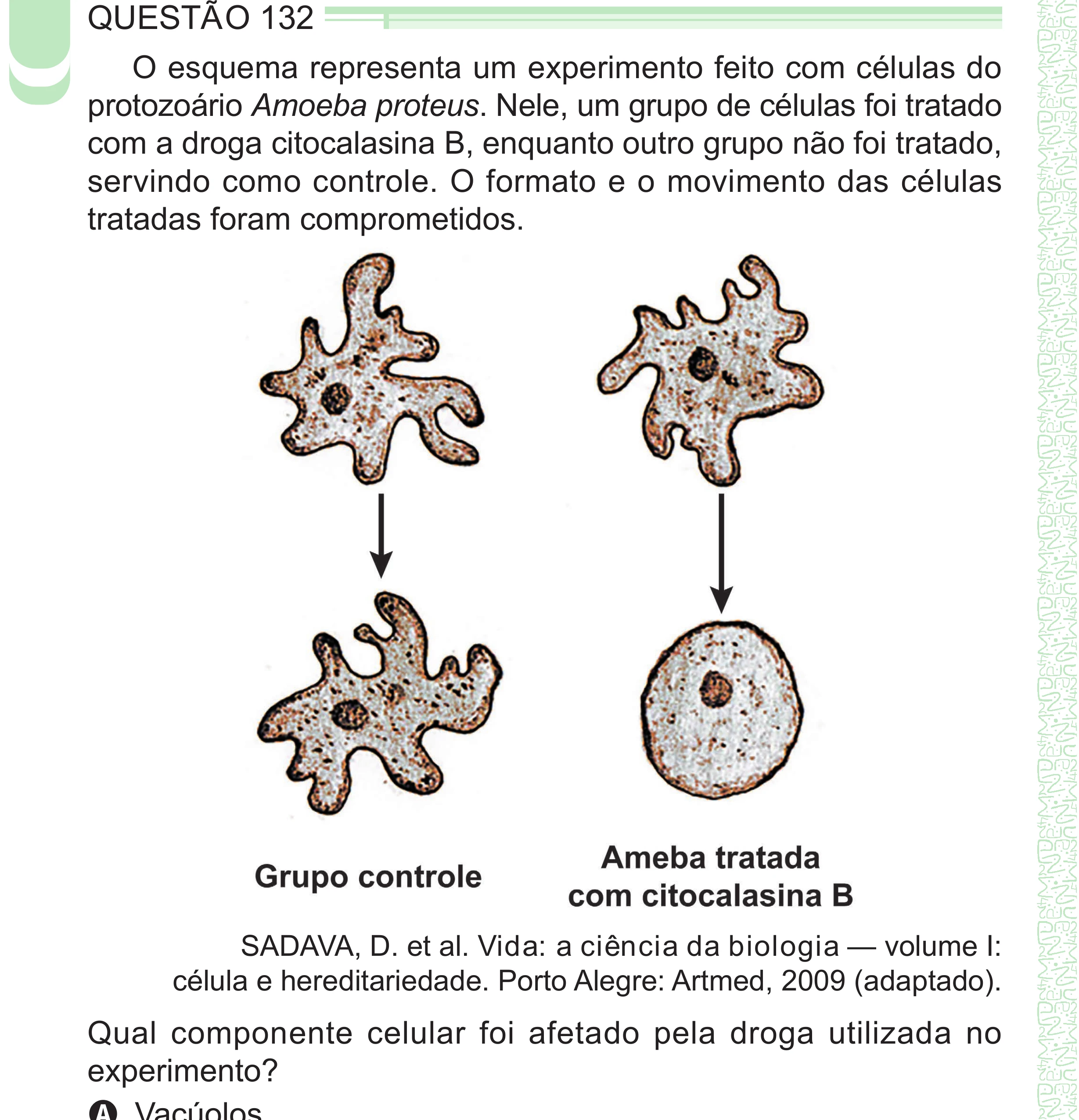 Enunciado original completo da questão 132 do ENEM 2024 - 2º Dia – Caderno 8 – Verde – Aplicação Regular - (Superampliada), página 48.