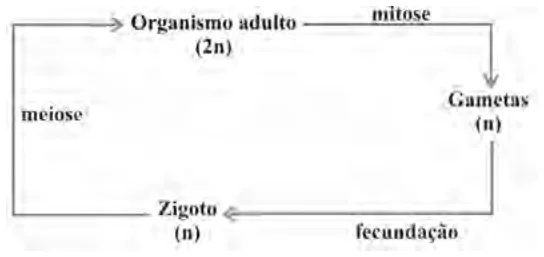 Alternativa B da questão 22 do ENEM 2009 - 1º Dia - Caderno 2 - Amarelo.
