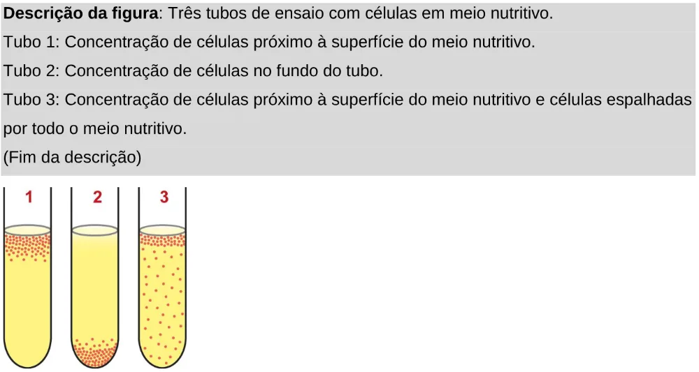 Trecho original com figura, tabela ou fórmula da questão 131 do ENEM 2024 - 2º Dia – Caderno 11 – Laranja (braile e ledor) – Aplicação Regular - Leitor de tela (NVDA).